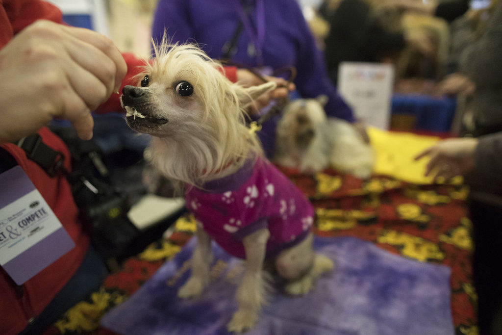 Westminster Dog Show